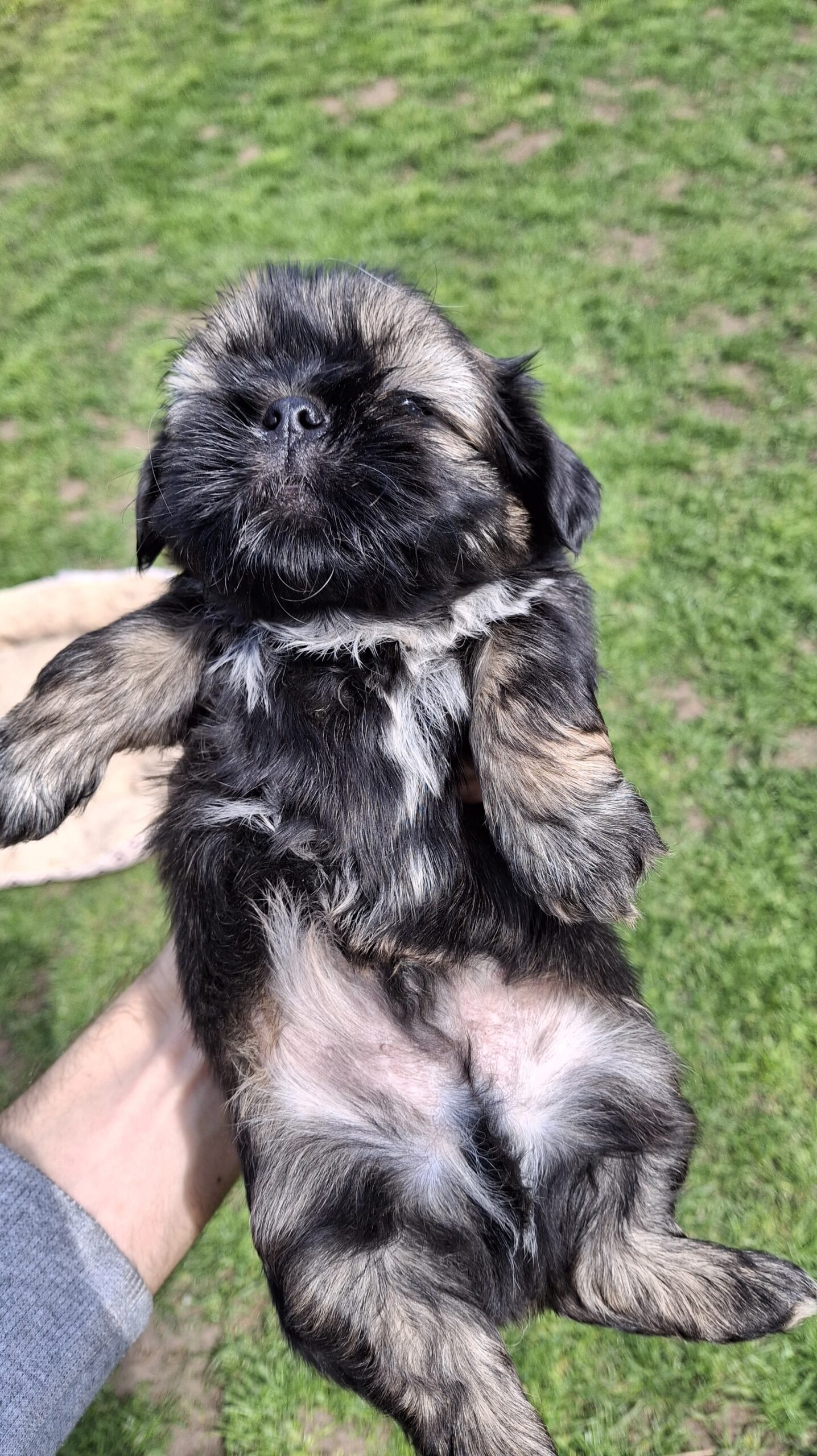 Чистокровные Щенки Ши-Тцу