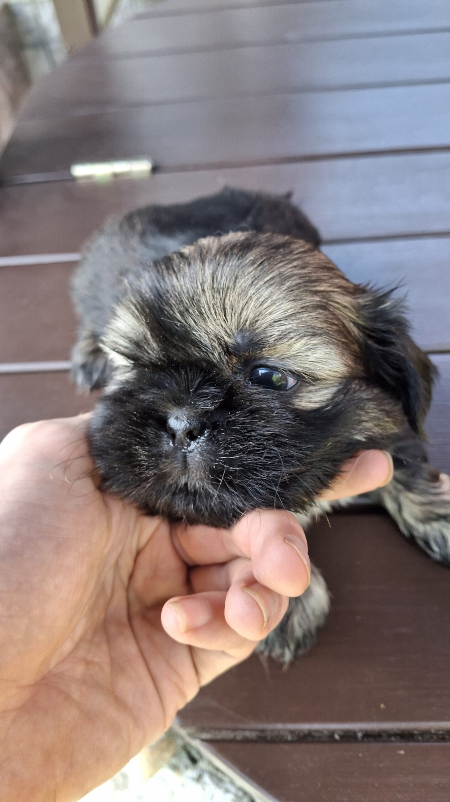 Чистокровные Щенки Ши-Тцу