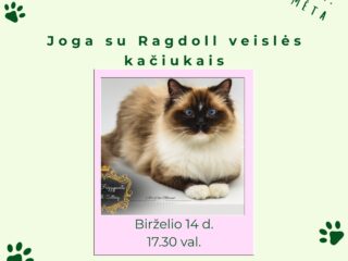 Blue-Simple-Dog-Instagram-Post-84