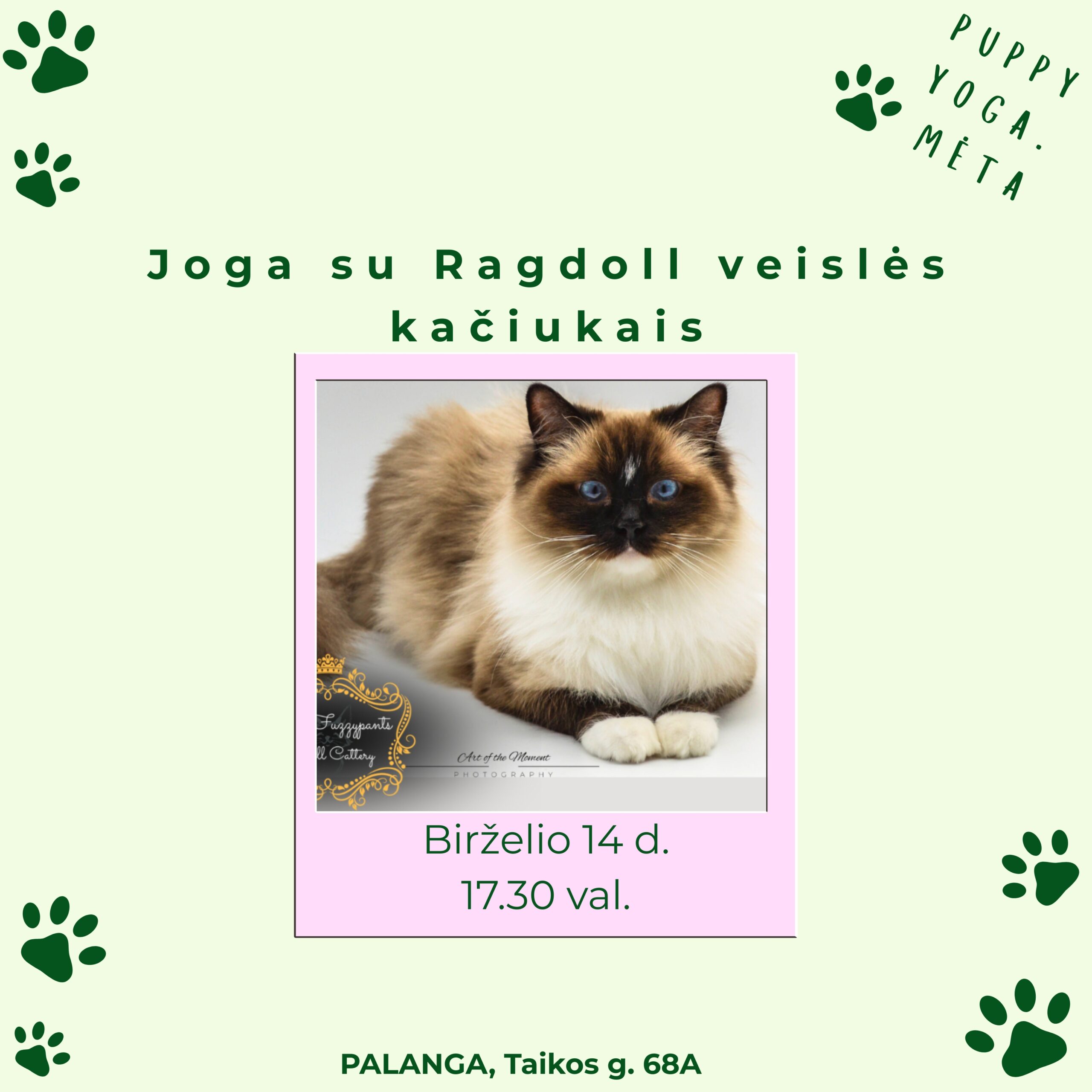 Joga su Ragdoll kačiukais Palangoje 06.14 17.30 val.