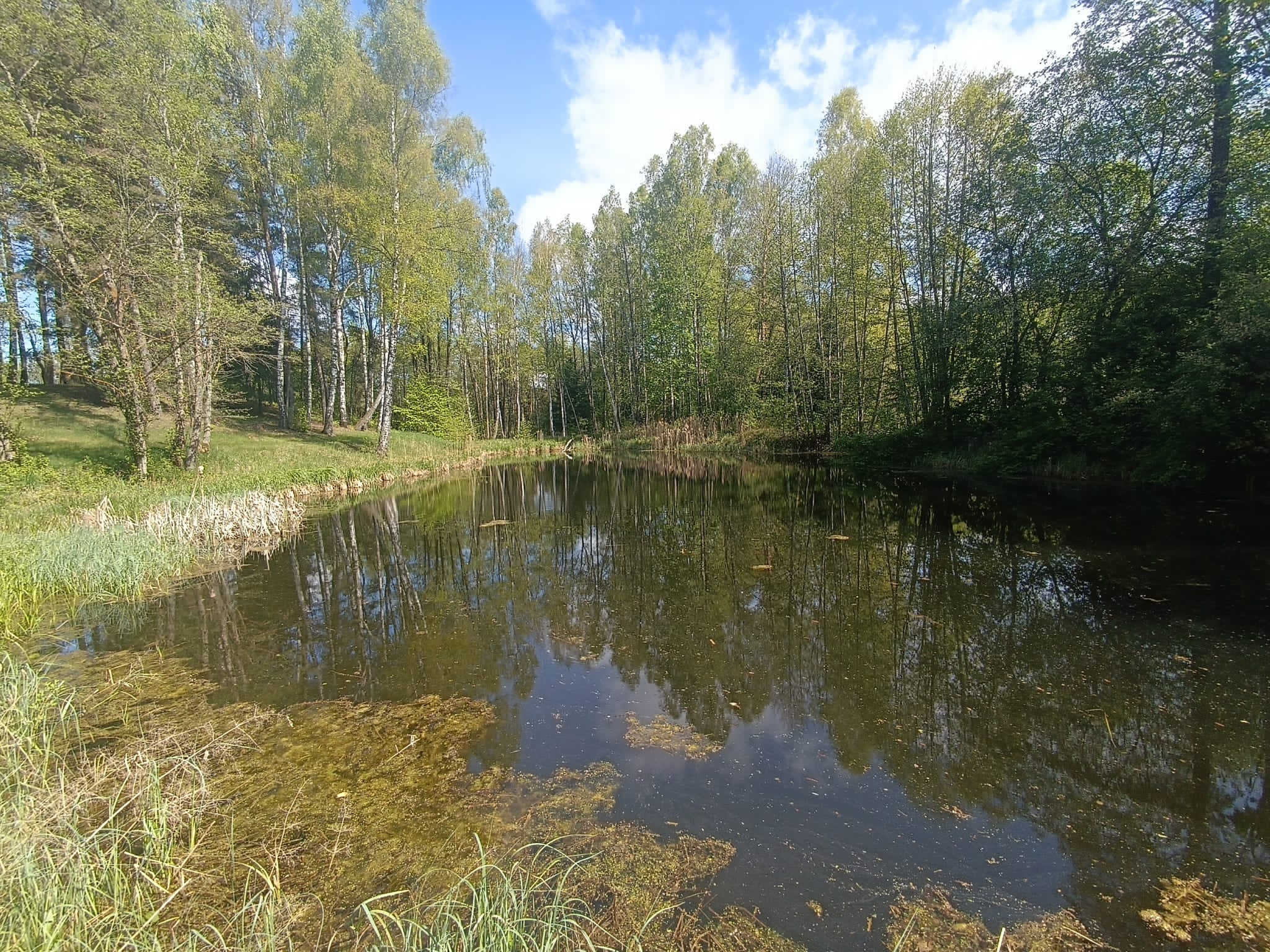 Parduodama sodyba su tvenkiniu Kalino kaime, Vilniaus rajone
