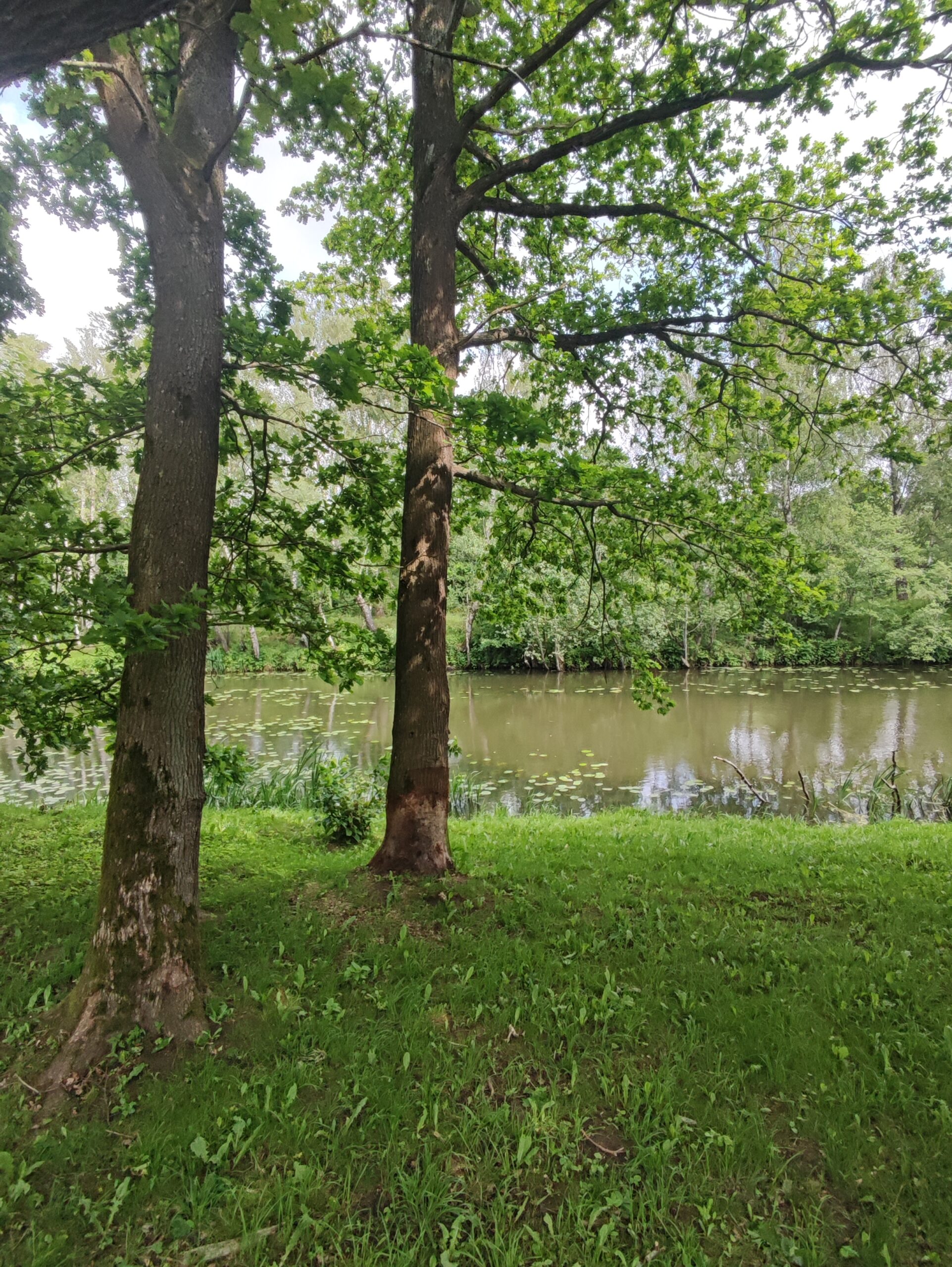 PARDUODAMAS SKLYPAS SU 4 BUTŲ NAMO PROJEKTU KLAIPĖDOJE, RAMIOJE VIETOJE PRIE DANĖS UPĖS