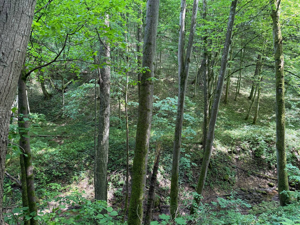 PARDUODAMAS 4,0996 HA SKLYPAS MARGARAVOS K., ALYTAUS R. – ŠALIA NEMUNO IR PUNIOS ŠILO!