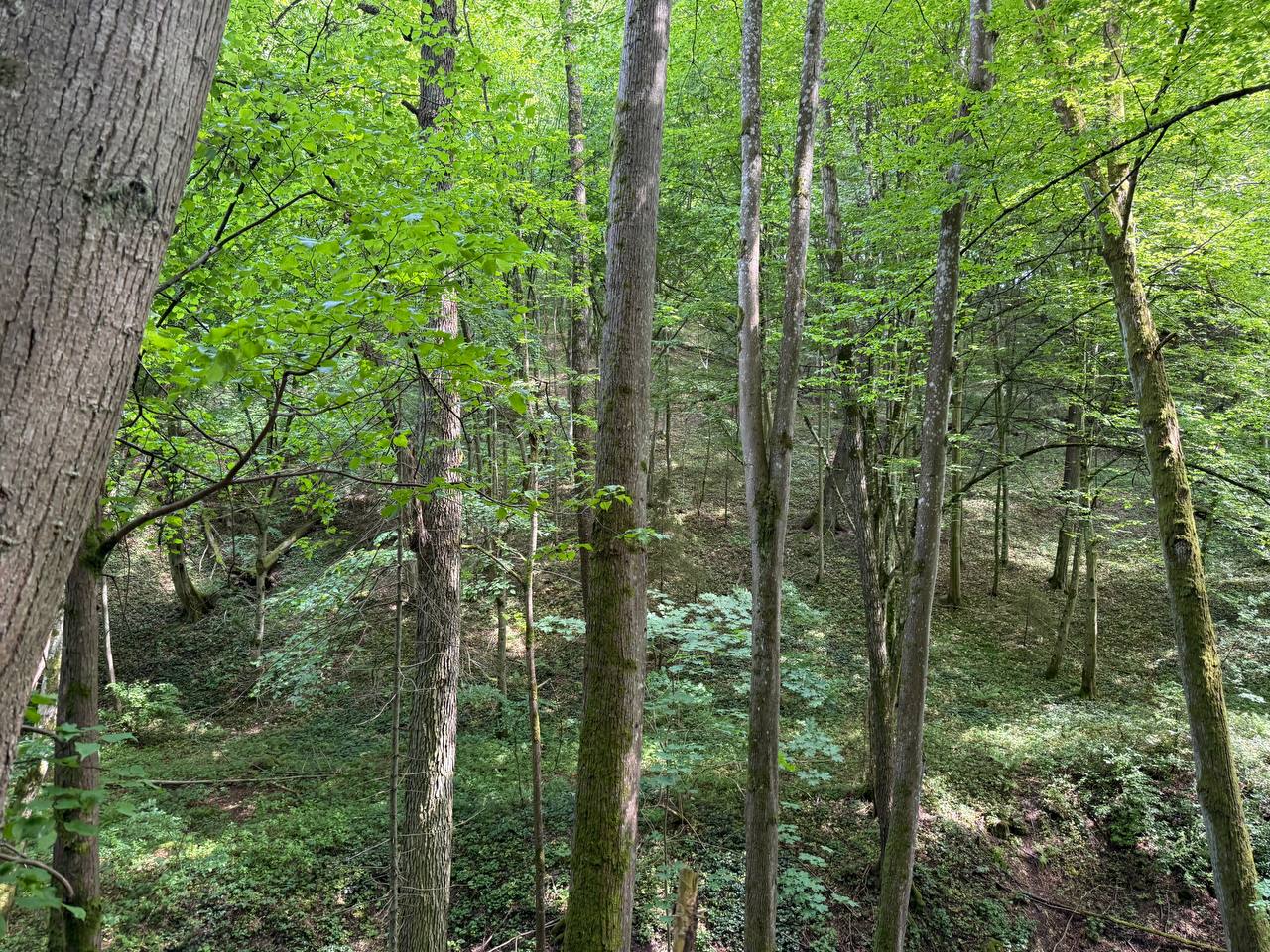 PARDUODAMAS 4,0996 HA SKLYPAS MARGARAVOS K., ALYTAUS R. – ŠALIA NEMUNO IR PUNIOS ŠILO!