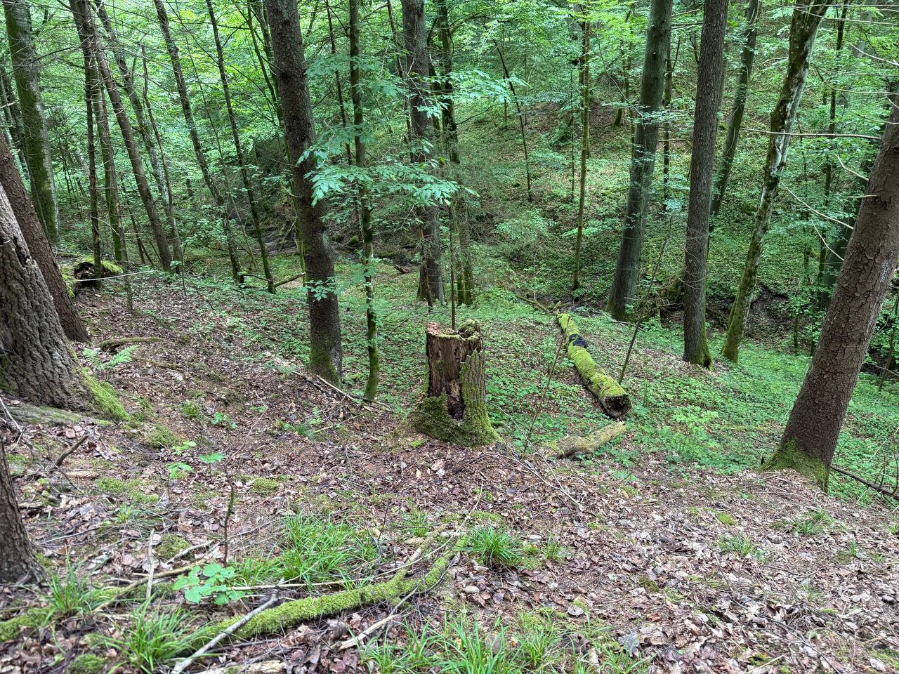 PARDUODAMAS 4,0996 HA SKLYPAS MARGARAVOS K., ALYTAUS R. – ŠALIA NEMUNO IR PUNIOS ŠILO!