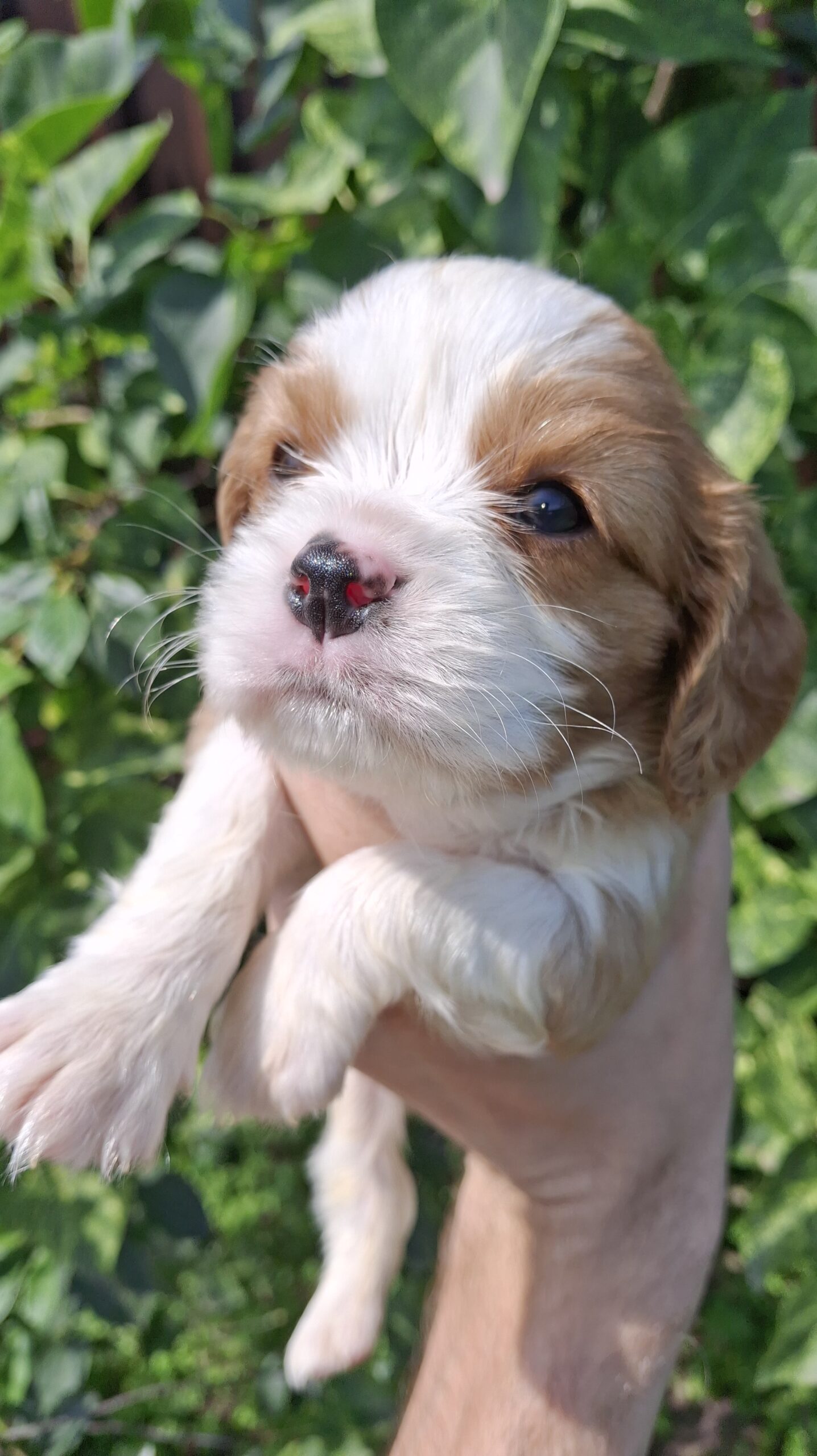 Grynakraujai Kavalieriaus Karaliaus Karolio spanielių šuniukai.