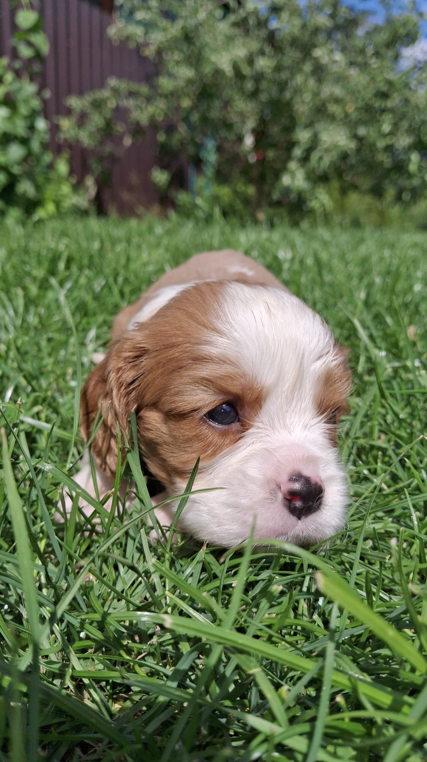 Grynakraujai Kavalieriaus Karaliaus Karolio spanielių šuniukai.