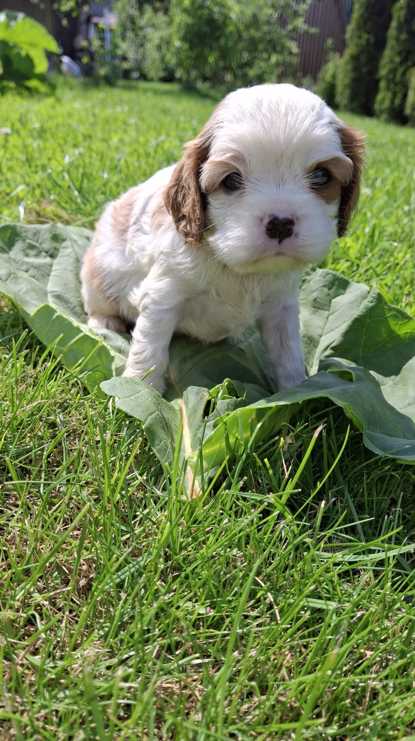 Grynakraujai Kavalieriaus Karaliaus Karolio spanielių šuniukai.