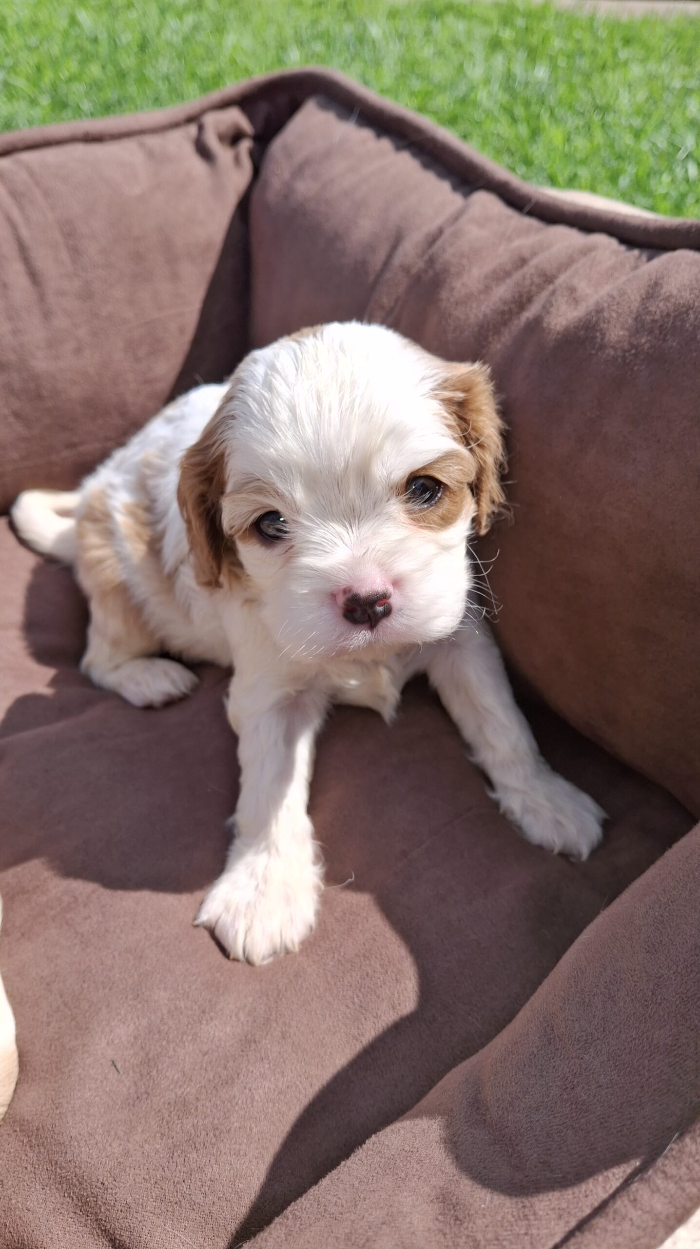 Grynakraujai Kavalieriaus Karaliaus Karolio spanielių šuniukai.