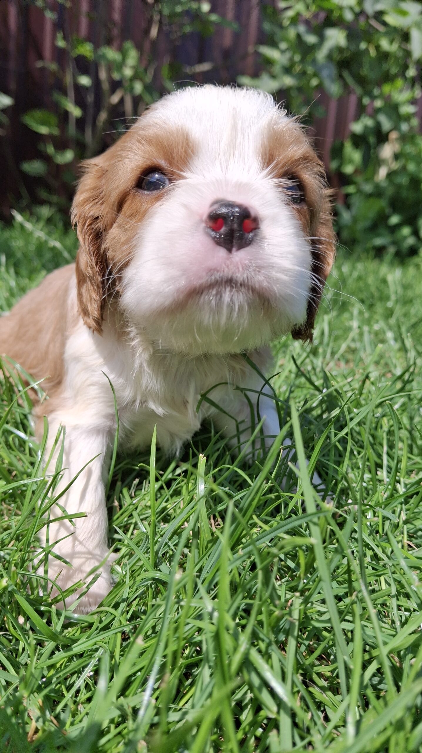 Grynakraujai Kavalieriaus Karaliaus Karolio spanielių šuniukai.