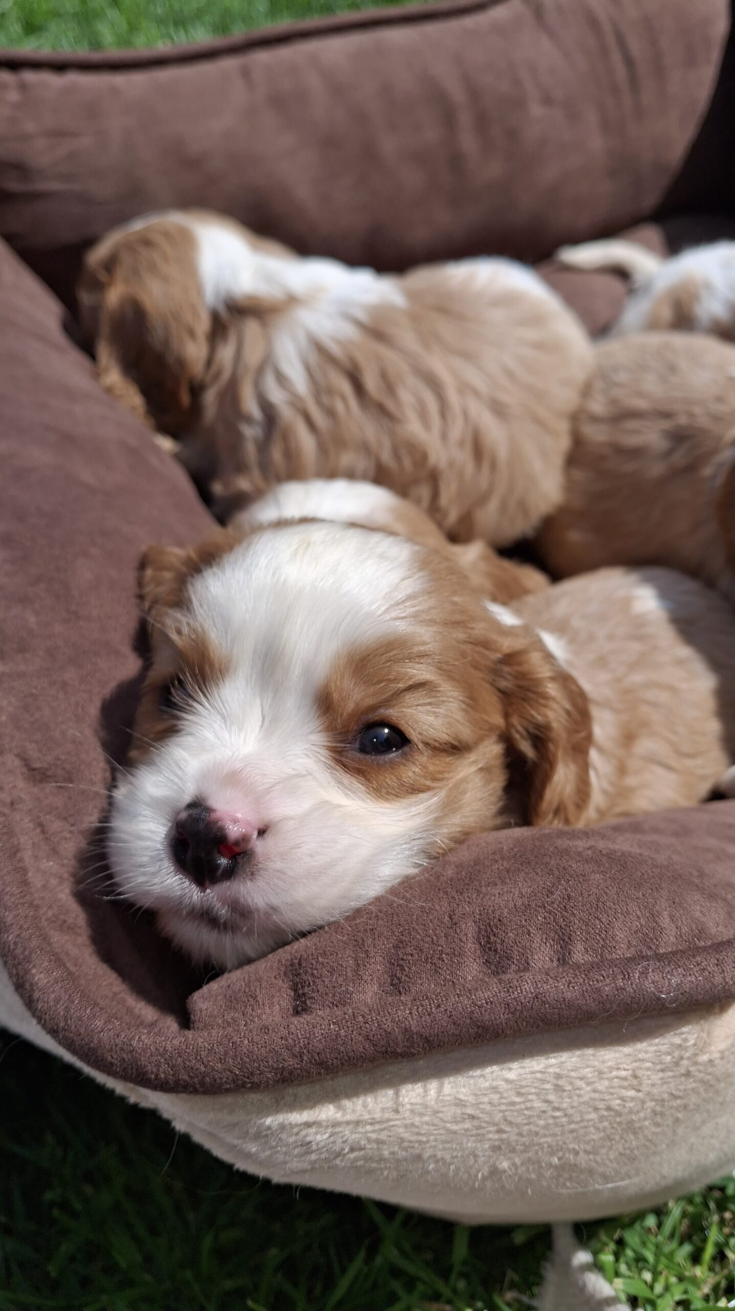 Grynakraujai Kavalieriaus Karaliaus Karolio spanielių šuniukai.