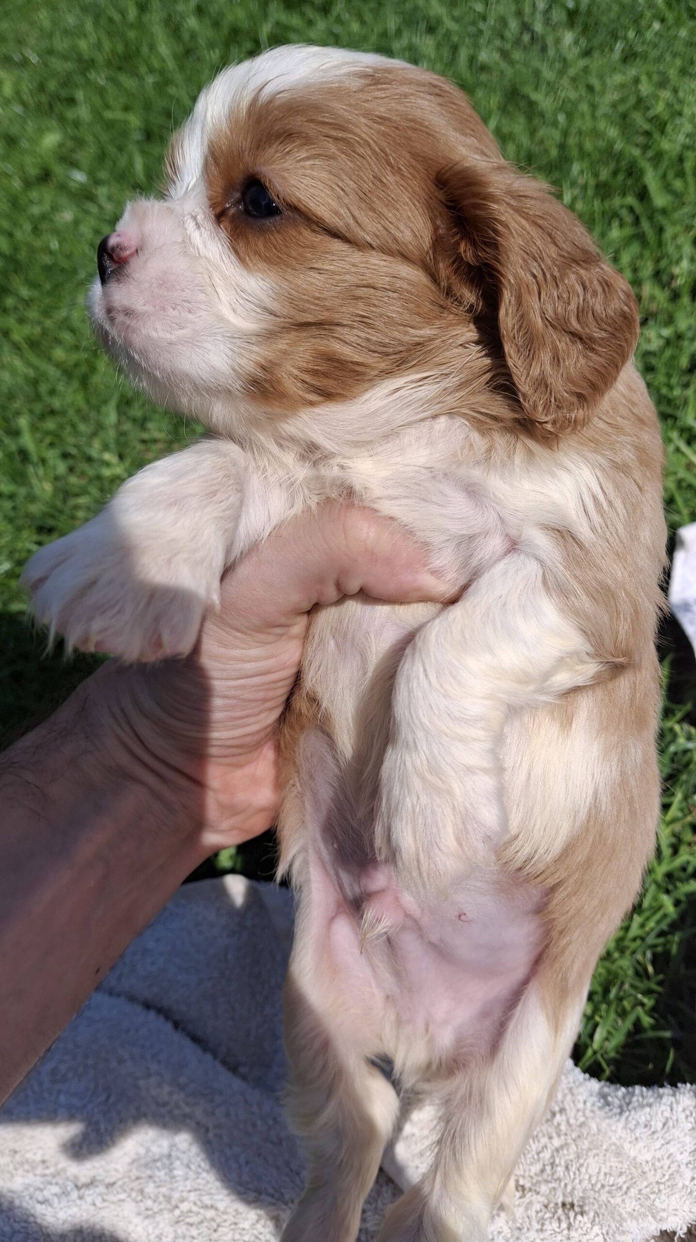 Grynakraujai Kavalieriaus Karaliaus Karolio spanielių šuniukai.