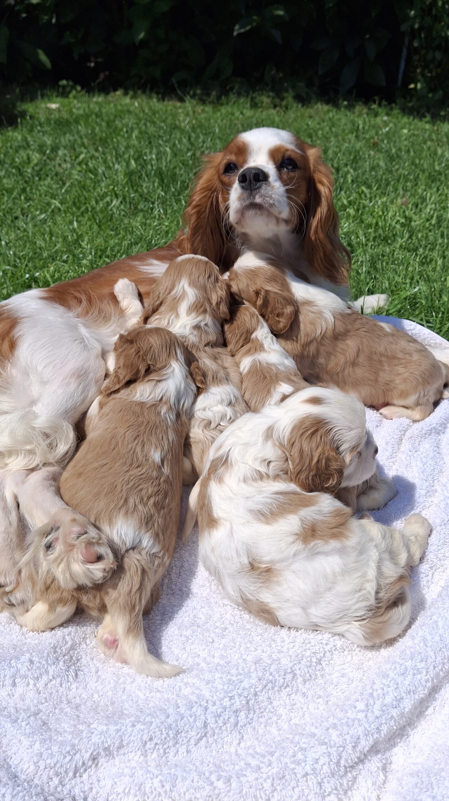 Grynakraujai Kavalieriaus Karaliaus Karolio spanielių šuniukai.
