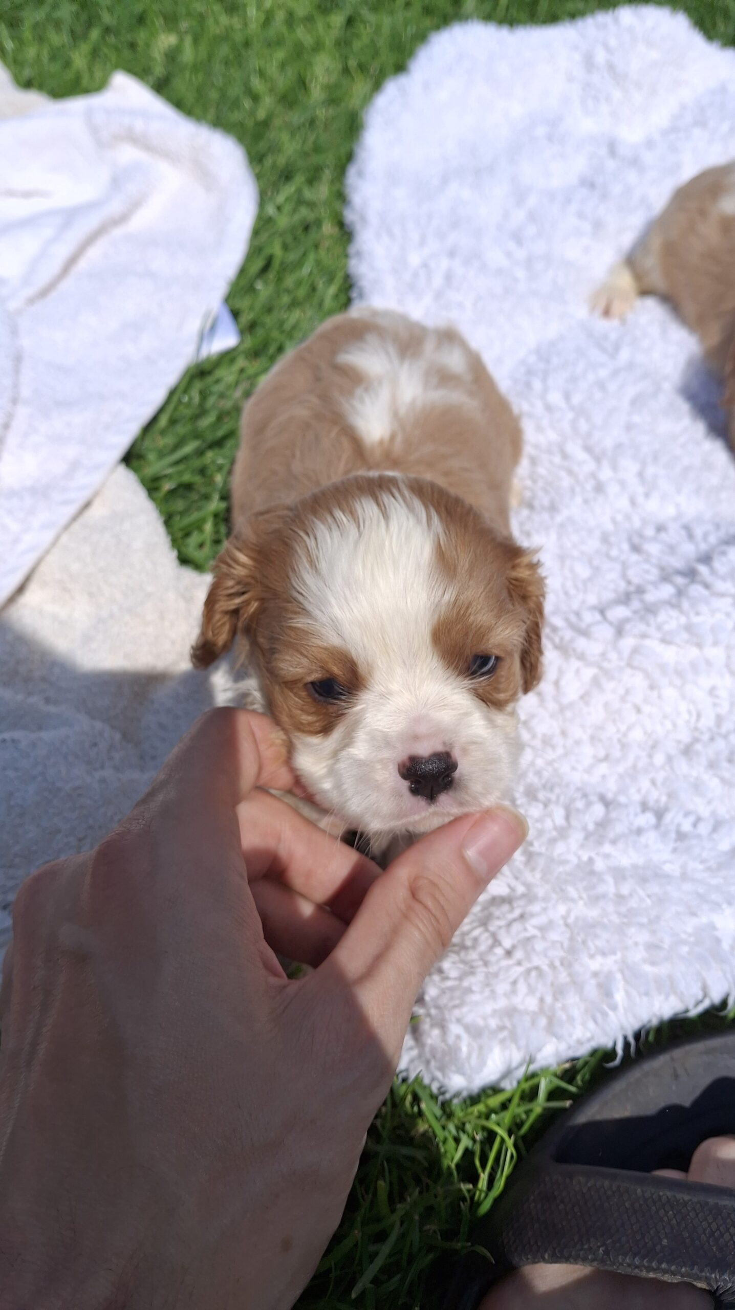 Grynakraujai Kavalieriaus Karaliaus Karolio spanielių šuniukai.