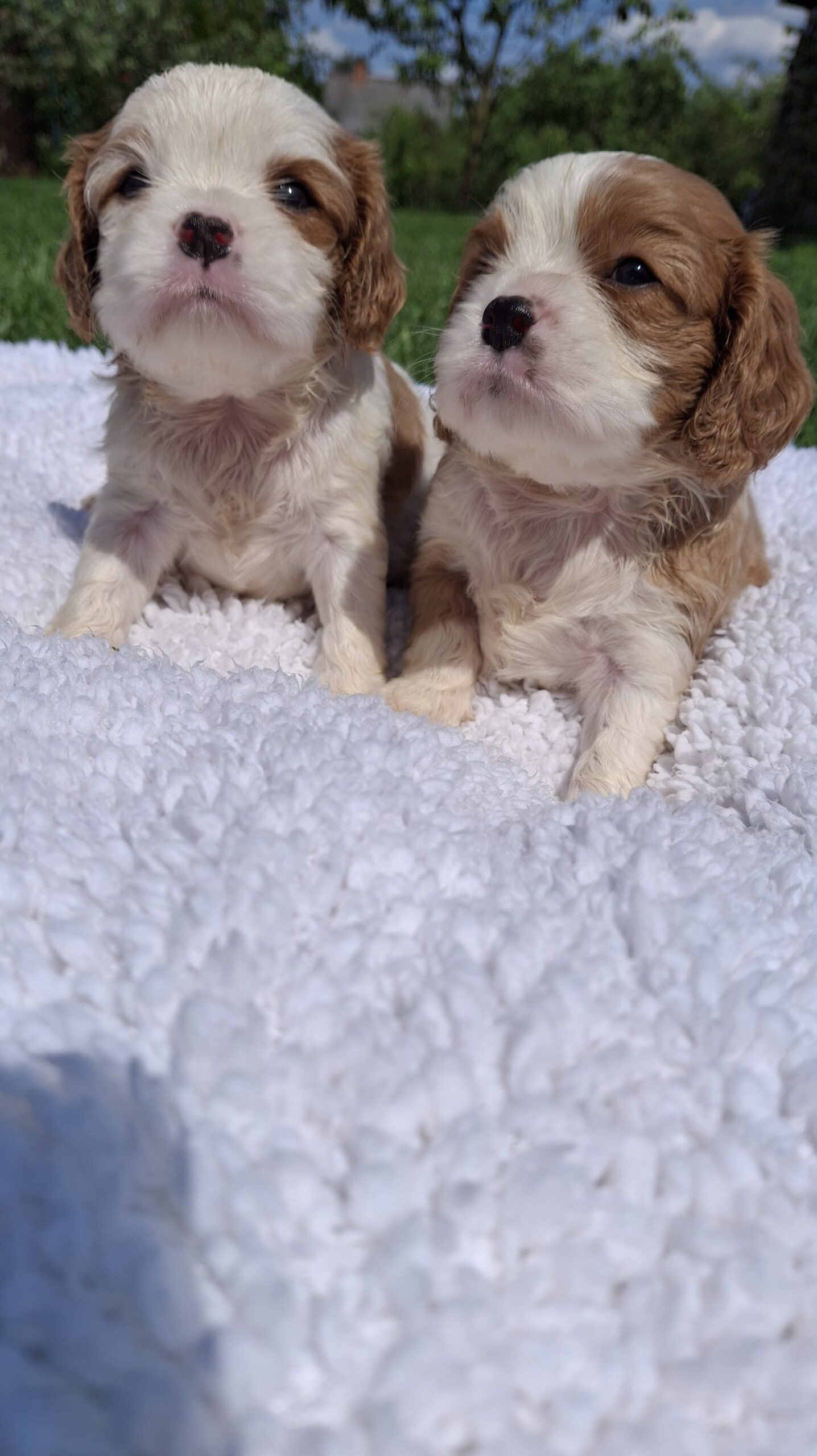 Grynakraujai Kavalieriaus Karaliaus Karolio spanielių šuniukai.