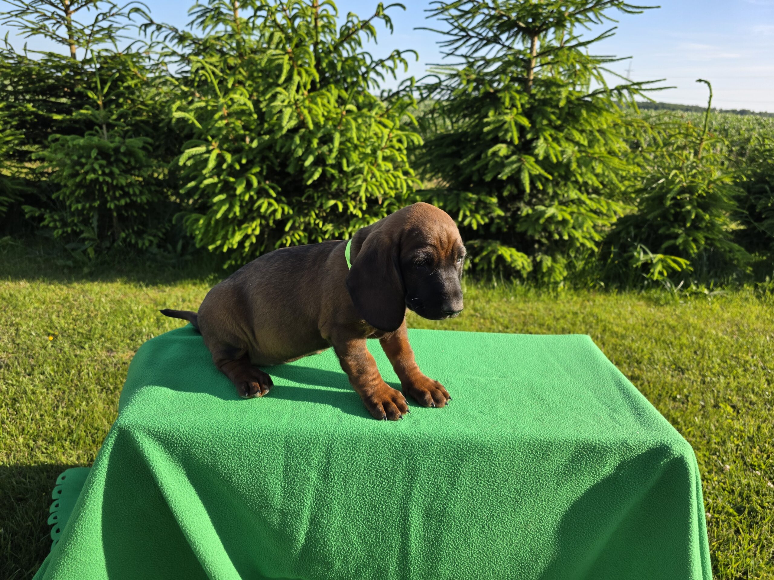 Bavarų pėdsekių šuniukai