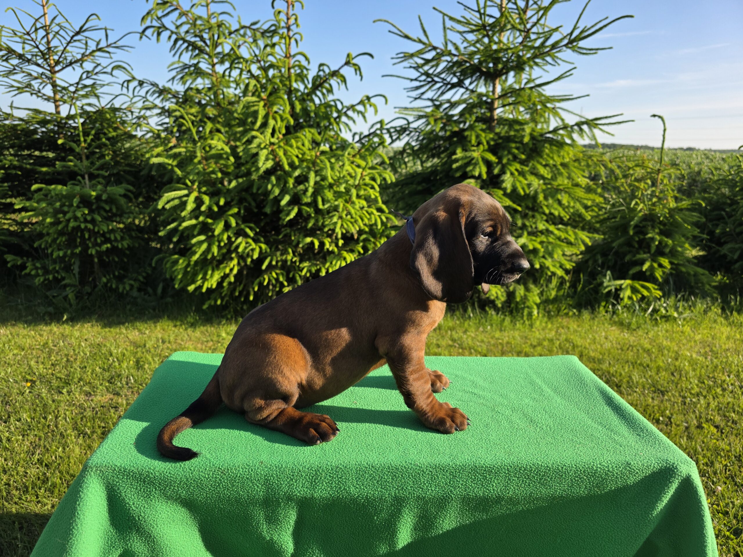 Bavarų pėdsekių šuniukai