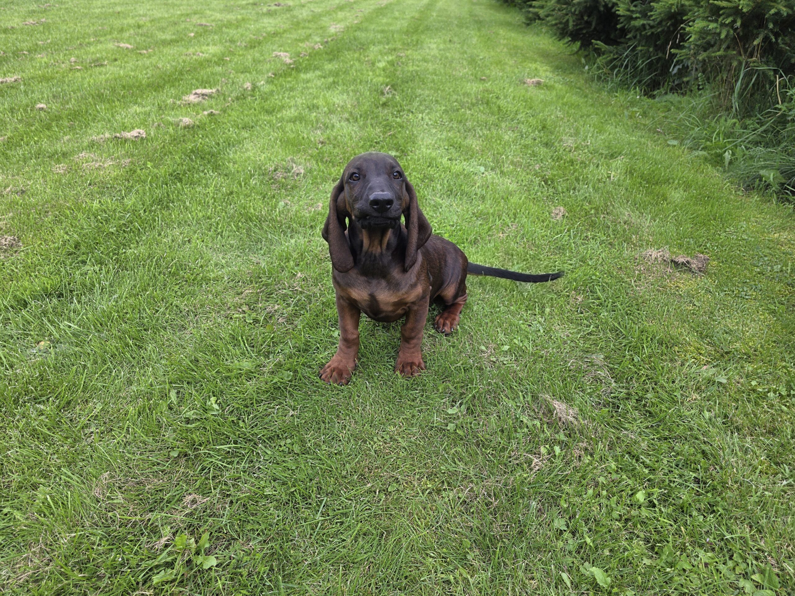 Bavarų pėdsekių šuniukai