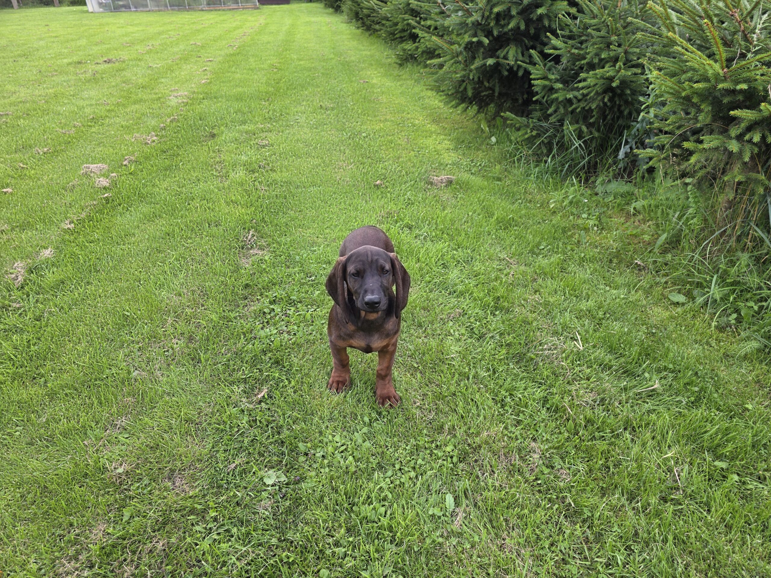 Bavarų pėdsekių šuniukai