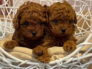 WhatsApp-Image-2025-08-27-at-9.14.59-AM-1