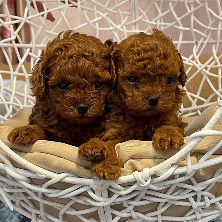 Grynaveisliai žaisliniai pudeliai šuniukai