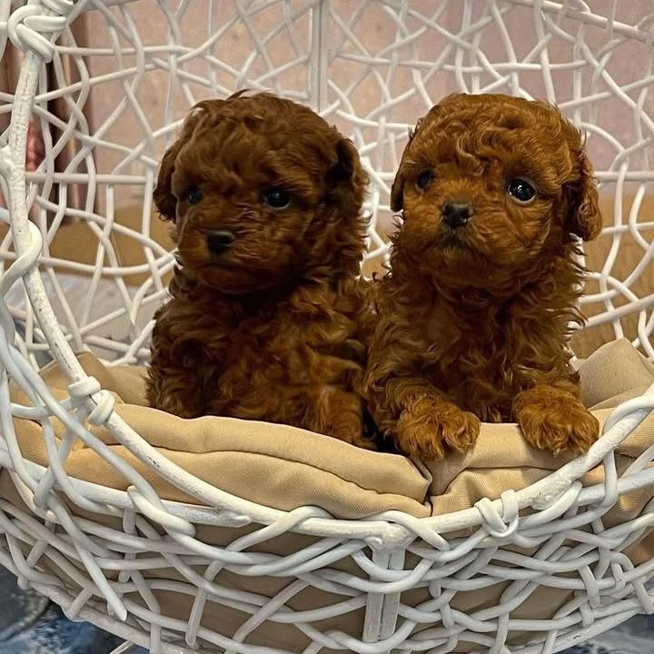 Grynaveisliai žaisliniai pudeliai šuniukai