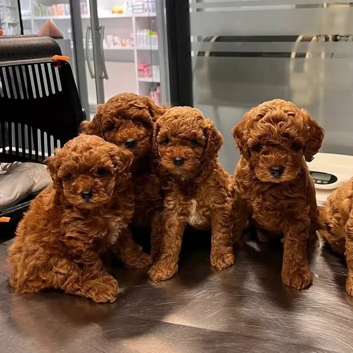 Grynaveisliai žaisliniai pudeliai šuniukai