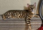 Bengalu katinas