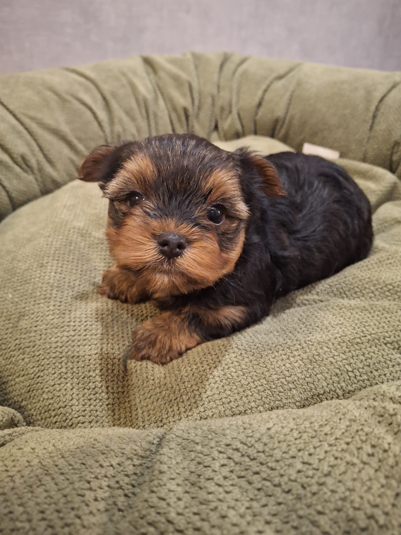 Grynaveisliai Jorkšyro terjero šuniukai