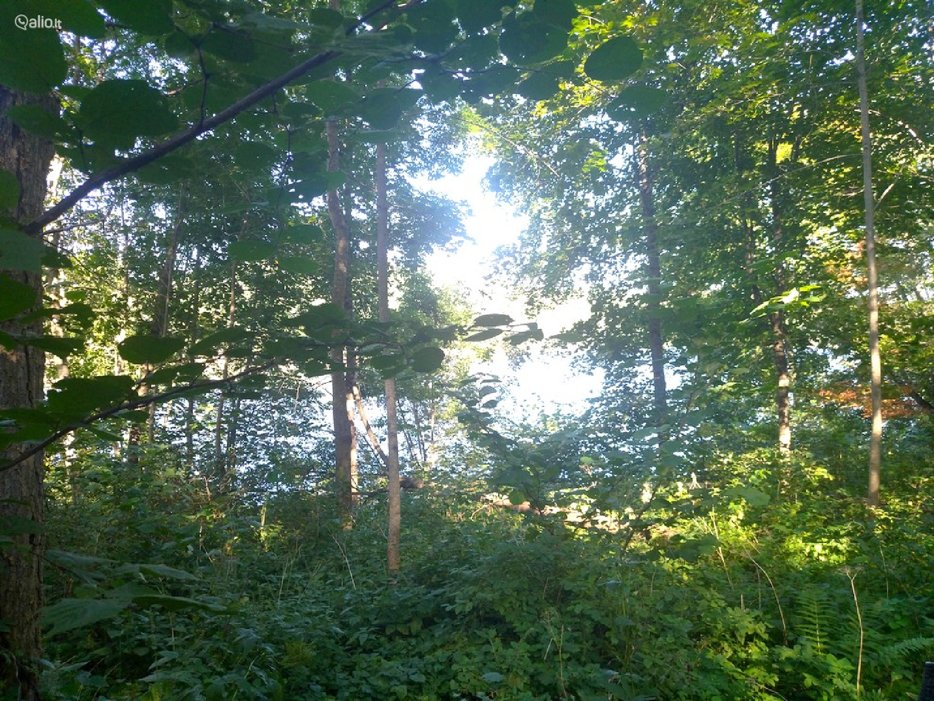 Namų valdos, miškų ūkio paskirties sklypas Širvintų r. sav.