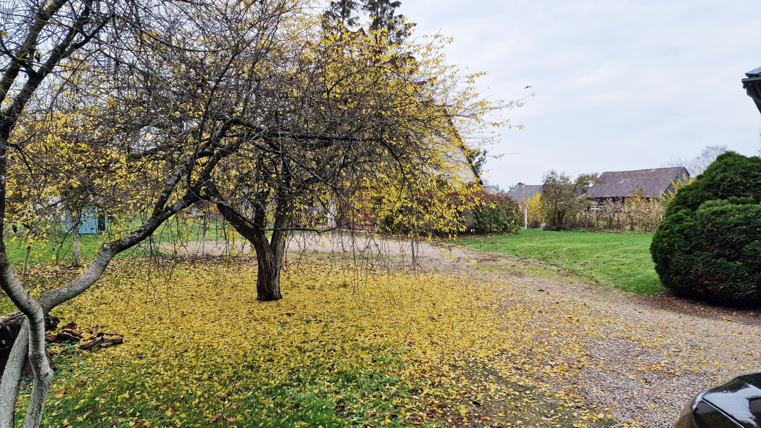 Parduodamas namas su ūkiniu pastatu Daujėnų mst. Pasvalio raj.