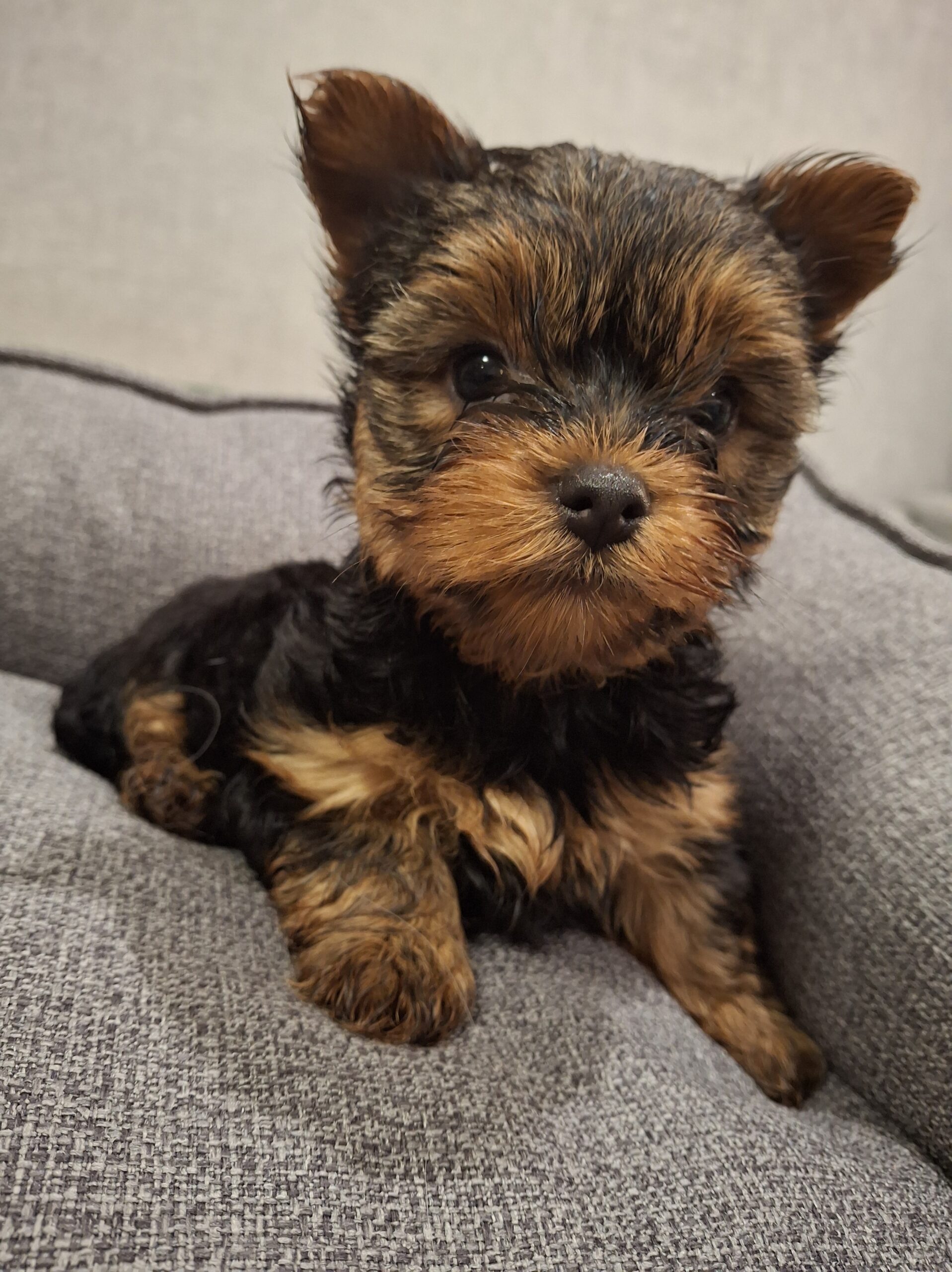 Grynaveisliai Jorkšyro terjero šuniukai