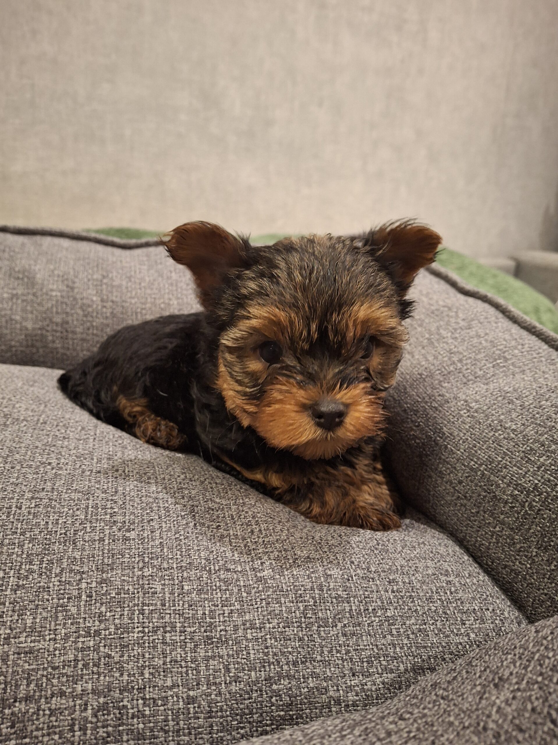 Grynaveisliai Jorkšyro terjero šuniukai