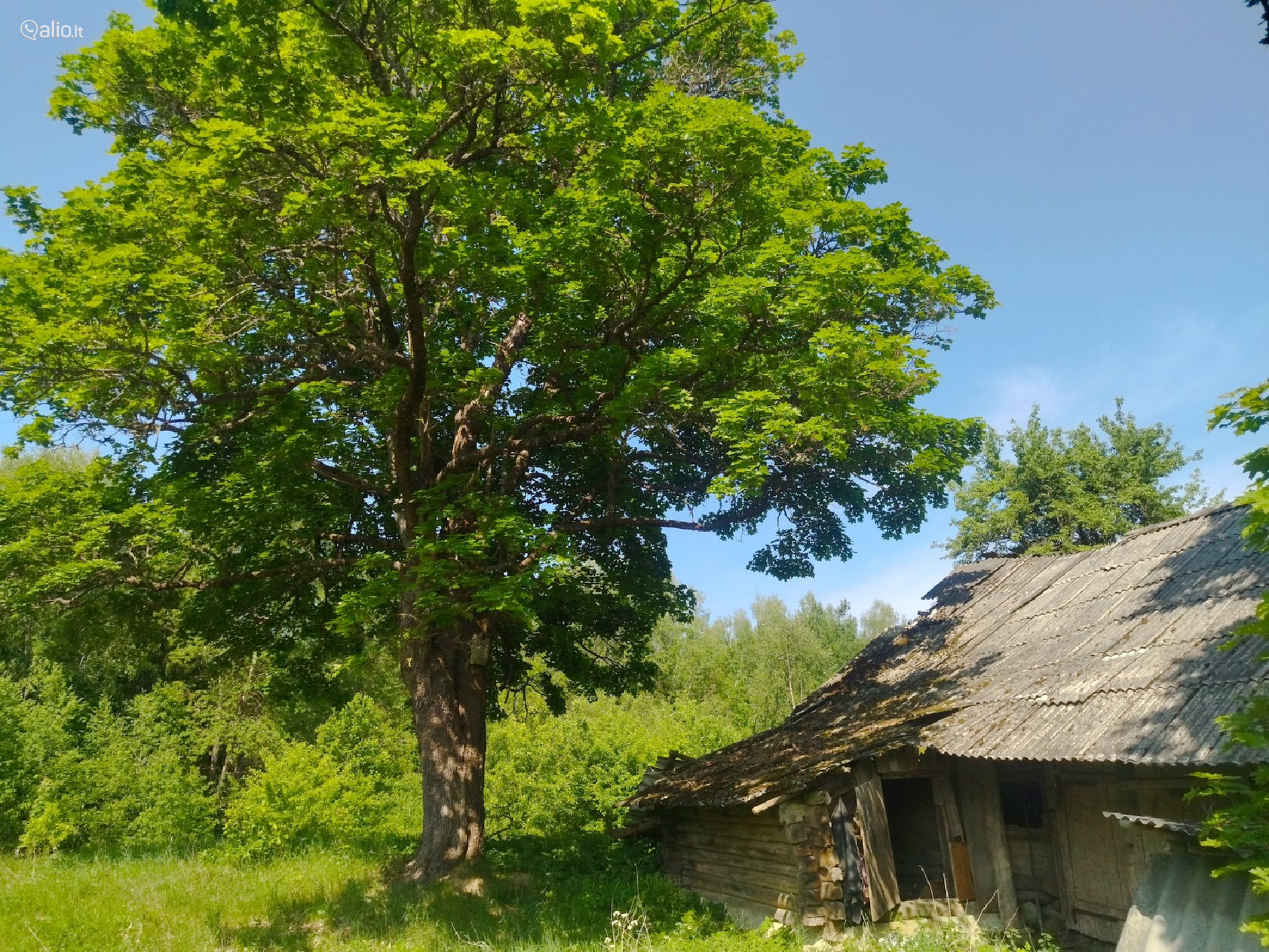 Parduodama SODYBA NUOSAVAME MIŠKE Beržinkų vs. 6, Švenčionių raj.